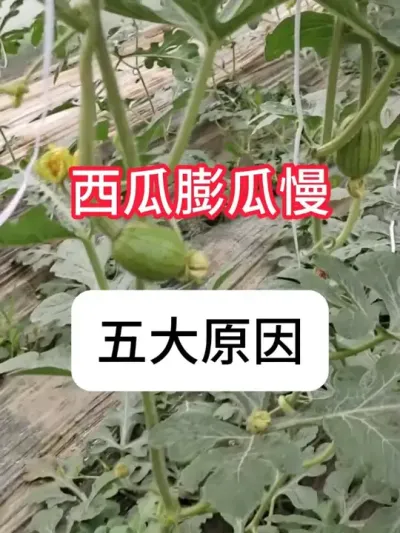 ���ϳ������Ե��ԭ��Ϣ����Ҫ�� #����ݪֲ #�������� #ݪֲС���� #ũ���ƹ� #������ũ