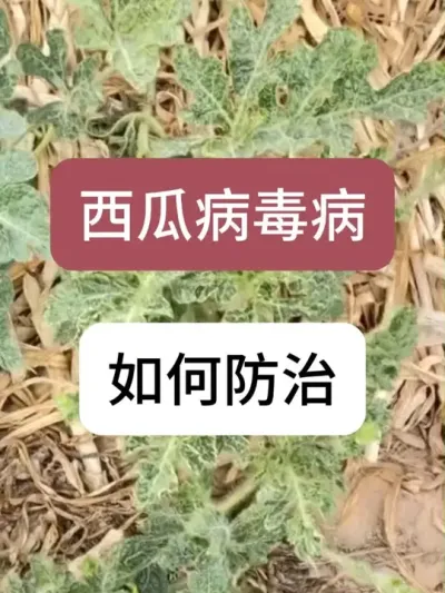 ���ϲ��������������� ���ϲ��������μƻ�#��ũ #���溦���� #���� #������ #������ũ��ũ