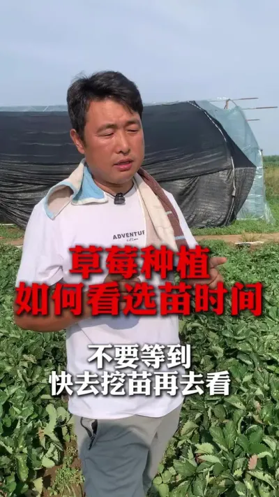 ��ݮ����׼ȷѡ��ʱ��#��ݮݪֲ #��ݮݪֲ���� #����ũҵ֪ʶ��ũ���������� #��ũ������ #��ݮ����