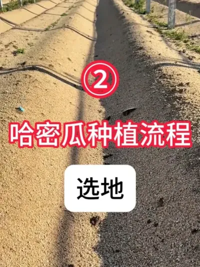 ݪֲܹѡ ܹѡ̼ƻ#ܹ  #ݪֲ  #  #ũ֧ũ  #ũҵС֪ʶ