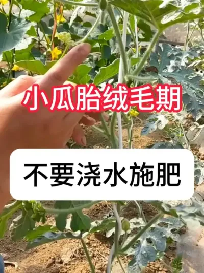 ���ϳ���С��������Ҫ�ҽ�ˮʩ�� #���� #��ũ #ũҵݪֲ #ݪֲС���� #������ũ