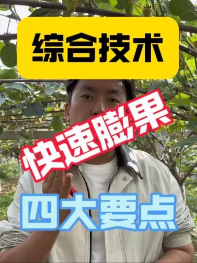 猕猴桃第一次膨大期管理要点‼️ 猕猴桃第一次膨大期占果个大小70%&mdash;80%，尤为重要，做好第一次膨大期修剪、疏果、水肥、植保四大管理要点，助力猕猴桃快速膨大！#2025新农人计划 #猕猴桃种植 #维军