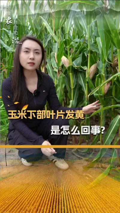 �����²�ҶƬ��������ô������#��ũ #����ݪֲ #�������� #����ݪֲ���� #������ũ��