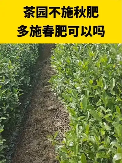 ��԰��ʩ�������ʩ���ʿ�������#����