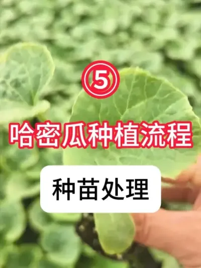 ݪֲܹ ܹ紦óͷ̼ƻ#ܹݪֲ  #ݪֲ  #  #ũ֧ũ  #