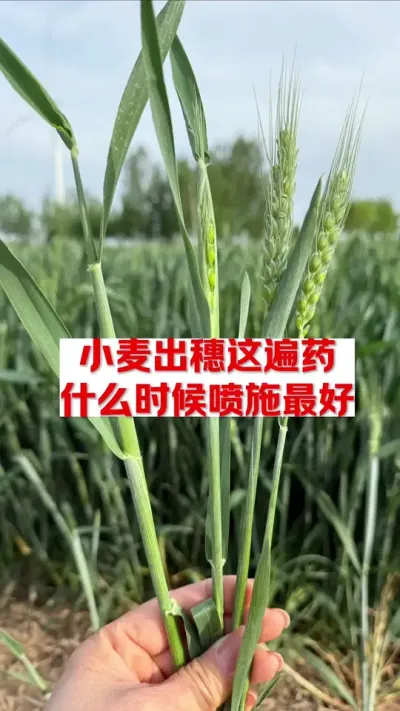 小麦出穗这遍药，什么时候喷施最好！ #每天分享农业知识帮农民增产增收 #关注我每天分享农业植保知识 #高产小麦管理技术