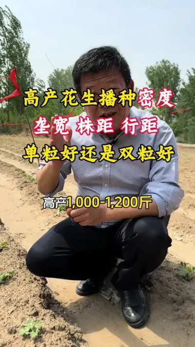 花生高产管理播种密度怎么控制，垄宽株距行距多少合适，单粒播种好还是双粒播种好，哪个产量高？#花生播种 #花生高产全程模式化管理 #花生高产#花生高产小妙招 #毛国富大田高产管理