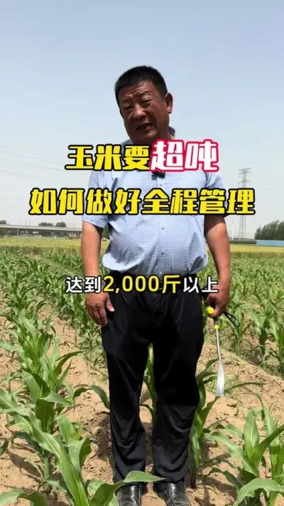 玉米要高产超吨怎么管理#玉米种植 #玉米管理 #玉米高产 #玉米高产种植技术 #毛国富大田高产管理