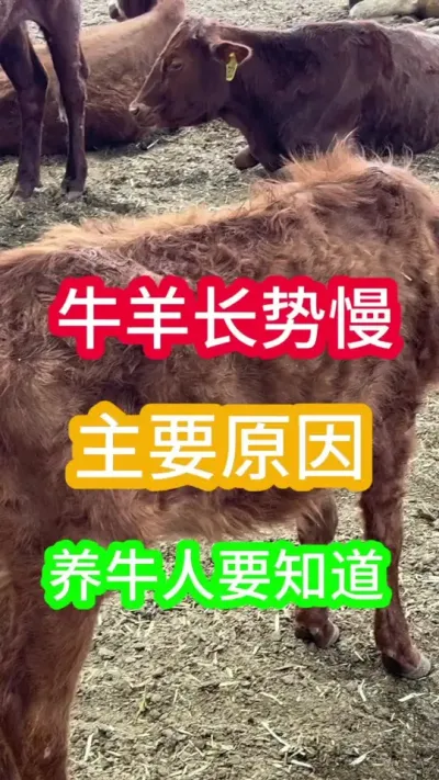 ţ���ƻ�����ҪԵ��ԭ������ţ��֪������#��ţ #��ţ�� #��ţ���� #��ֳ