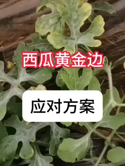 西瓜叶边干黄解决方法 #西瓜 #病虫害防治 #三农 #农业种植