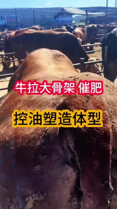 ţ������Ǽ����߷ʿ�������������ţ���ϱ����#����ţ #��������С��ţ #��ũ��ֳ #��ţ��