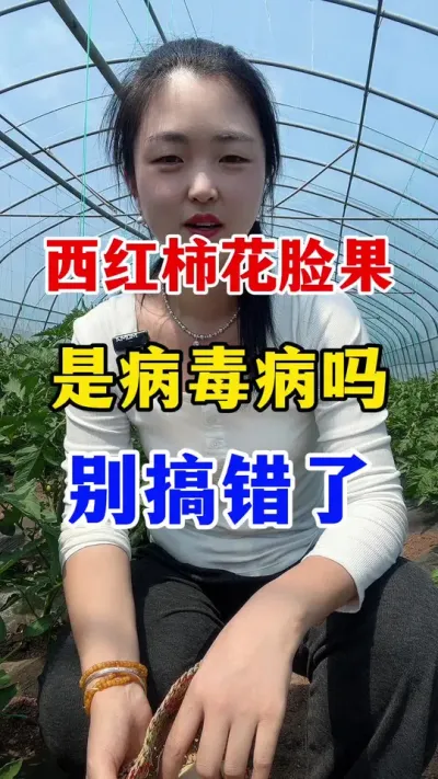 西红柿花脸果就是病毒病吗#西红柿种植技术 #番茄种植技术