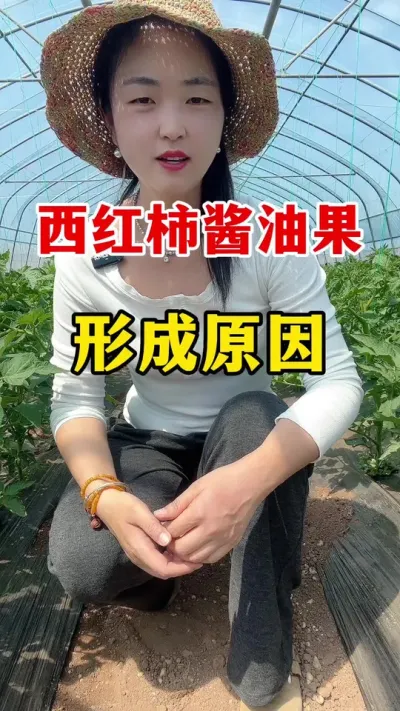 西红柿酱油果形成原因#西红柿种植 #西红柿种植技术