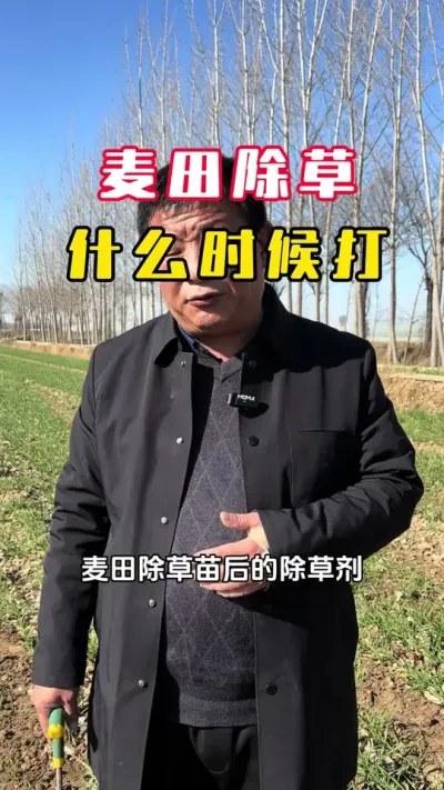 ������ݾ���ʲôʱ���##С��#С��ݪֲ#ݪֲ�� #С��߲�#ë��������߲�����