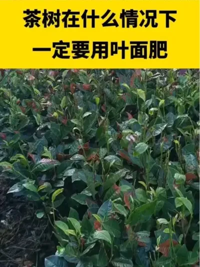 ������ʲô������һ��Ҫ��Ҷ���#���� #����ݪֲ