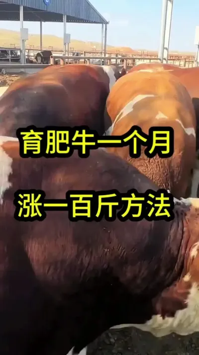 ����ţһ������һ�ٽ��Ҫ��#��ֳС֪ʶ #��ţ #��ţ�� #��ţ���� #��ֳ