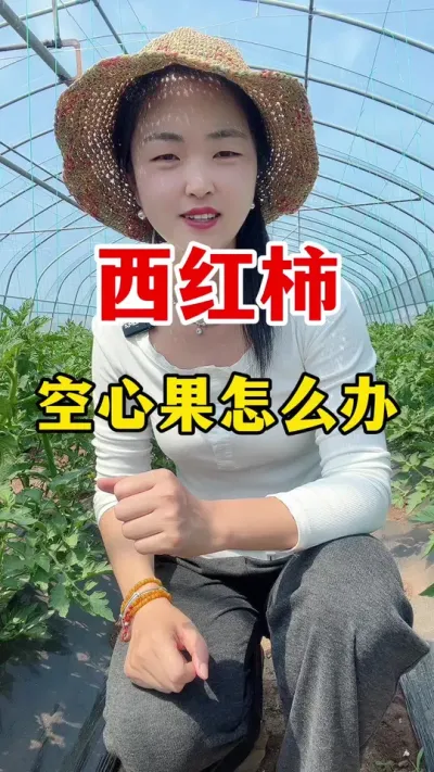 西红柿空心果该怎么办？#西红柿种植 #西红柿种植技术 #农业技术推广