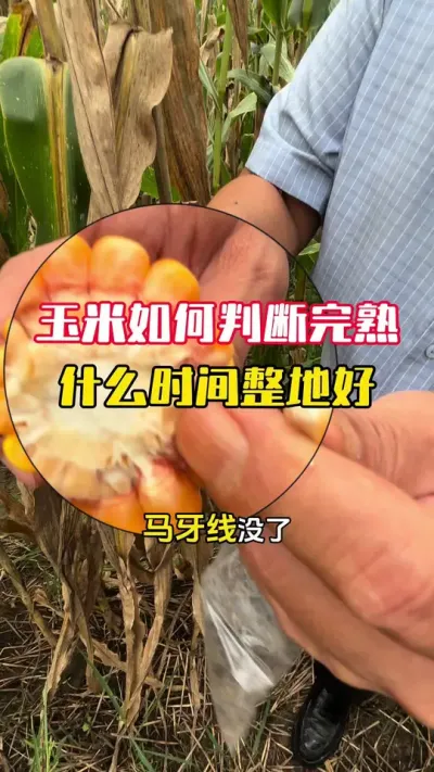 ���������ж�������ʲôʱ�����غ���#����ݪֲ #����ݪֲ���� #���׸߲�ݪֲ���� #���׸߲� #ë��������߲�����