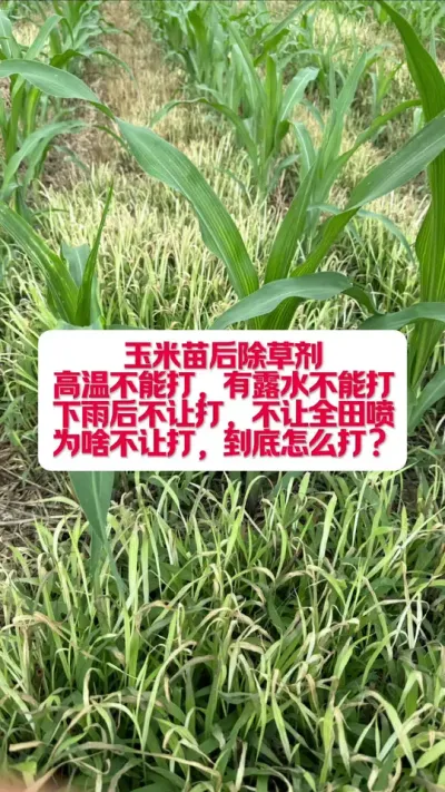 ���������ݼ�������ô�������徲���ã� #ũҵݪֲ #��ע����������ũҵֲ��֪ʶ #�׽���³��ũ�˵���ֱ������