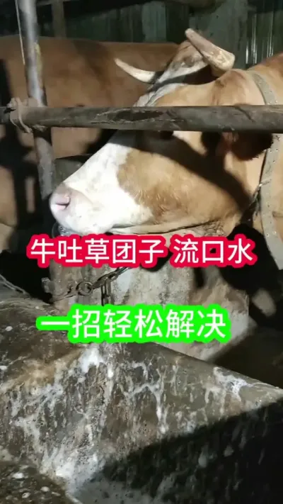 ţ�²������²�ˮ������ˮ��ţ�˺��õ�Ҫ�����ɽ��#��ţС֪ʶ #��ţ #��ţ�� #��ţ����