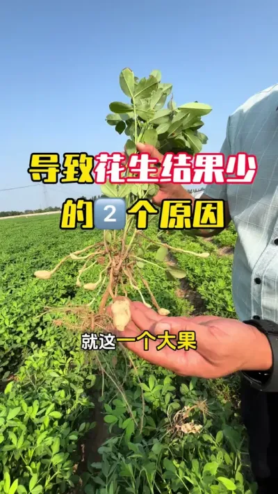 ���»���Ч���ٵ����󽹵�����#����ݪֲ #�������� #�����߲� #�����߲�ݪֲ #ë��������߲�����