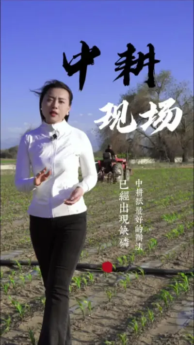 在玉米五叶期出现了缺磷肥的现象，现在滴水滴肥时间有点早，我们给出的建议是利用中耕，提高地温，提高玉米根系吸收磷肥的能力。#玉米种植 #玉米种植技术 #玉米种子 #三农 #抖音新农人