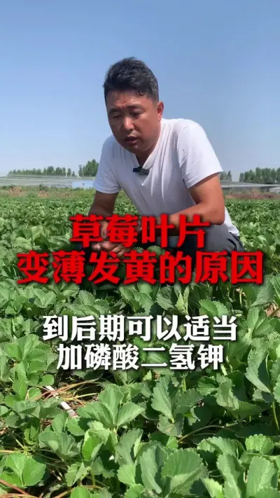 ҶƬ�䱡������ô���#��ݮݪֲ #��ݮ���� #��ݮݪֲ���� #����ũҵ֪ʶ��ũ���������� #��ũ������