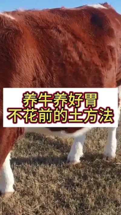 ��ţ����θ����Ҫ��#��ţ #��ţ�� #��ţ���� #ũ����ţ