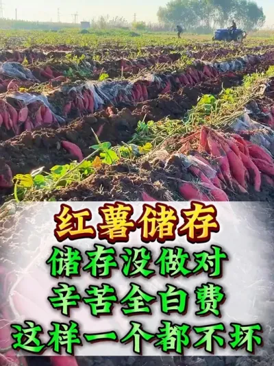 ���������м�����ѧ����һ�����춼�����ʺ����� #���� #����ݪֲ #�������� #��������Ҫ�� #��������