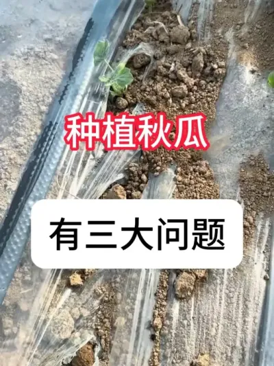 �������3����������������Ҫ�� #����ݪֲ #���溦���� #ũҵݪֲ #��ũ������ #������ũ