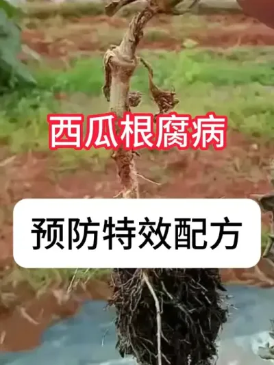 ���ϸ�������ʲôҩ�� #ũҵݪֲ #���� #���溦���� #������ #������ũ