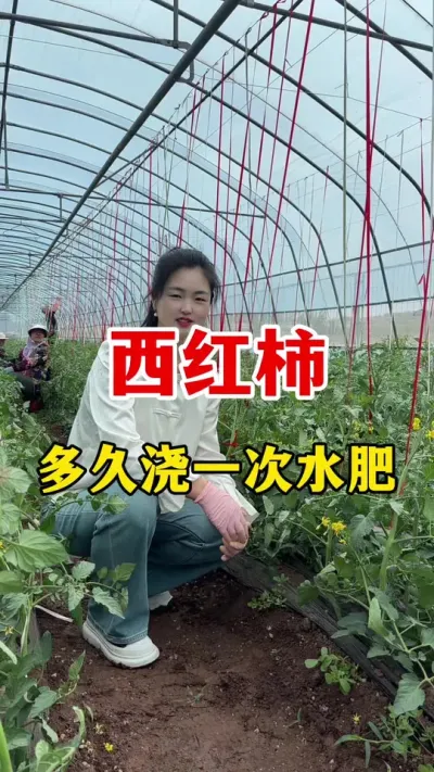 西红柿到底多久浇一次水肥更合适呢？#西红柿种植 #西红柿种植技术