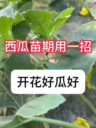  ŻáһȿŻϺ#ũ #ũҵ # #ݪֲ #ŻЧ