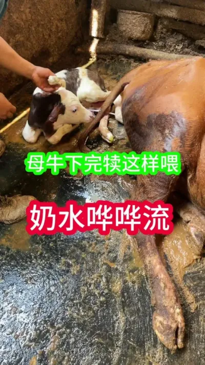 ĸţ���궿�ĵ�һ��ˮ������ι��ˮ������#��ţ #��ţ�� #��ţ���� #ũ����ţ