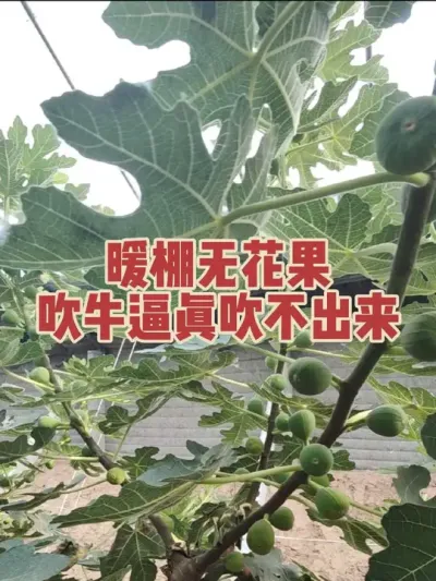 好多人露天无花果都种不好，为了卖苗却大言不惭的说负责技术指导，亩产万斤效益超十万，这就是纯纯的误人子弟 #耿记无花果种植专业合作社 #无花果树苗