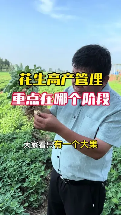 �����߲�1200�������������ص����ĸ��׶�#����ݪֲ #����ݪֲ�������� #�����߲� #�������� #ë��������߲�����