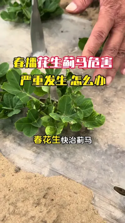春花生蓟马严重发生，危害叶片，抓紧时间进行防治#花生种植 #花生高产 #花生蓟马 #花生高产全程模式化管理 #毛国富大田高产管理