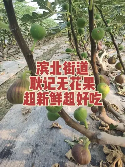 �ۼ��޻����Ѿ���ʽ��԰��ժ��������Ȼ�졢ζ�����Ժ�#�����޻���ݪֲרҵ������ #�������﹢�и��óԵ��޻�����ժ԰