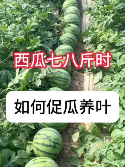 ���Ϻ�����ʲô�������Ϻ�������Ҫ�� #ũ���ƹ� #����ݪֲ #�������� #������ũ