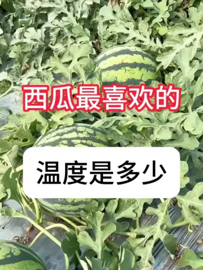 ʺ¶Ǽ 26ȵ30ʺ¶#ũ #ũ # #¶ #ݪֲ