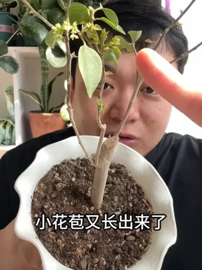 ����÷�տ��껨�����˶��ɷ�С�����ֳ��������� #���� #����С֪ʶ #������ֲ #���� #����