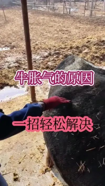 ţ��������ô������������������ţ��������һ�а��������#��ţ #��ţ�� #��ţ���� #ũ����ţ