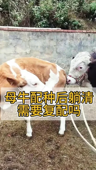 母牛配种后躺清，需要复配吗#母牛 #繁殖母牛 #西门塔尔繁殖母牛 #养牛 #养牛人