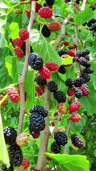 ũ���ϼ�ʼ����һ���黳��������Щ��Ϥ���������Ժ��︡�ֵĶ����ϼ�����龰��Сʱ���Ӱ��˲��ӿ����ͷ#���Ӱ�� #ͯ����� #����Ұ��  #��԰���� #��������