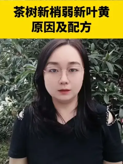 ������������Ҷ��Ե��ԭ�ɼ��䷽#���� #����ݪֲ #����ݪֲ���������