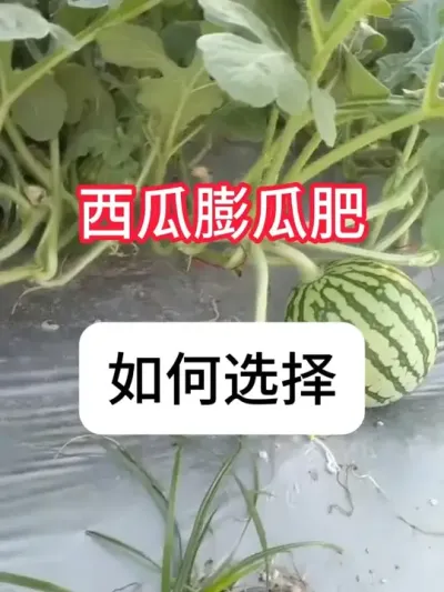 西瓜膨大肥怎么选？西瓜高产管理 #西瓜 #农业种植 #三农 #抖音助农 #增产增收才是硬道理