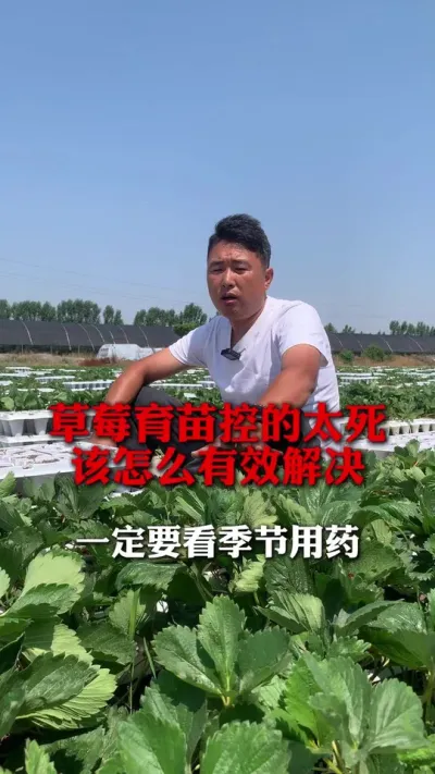 �ص�̫����ô���ý��#��ݮ���� #��ݮݪֲ #��ݮݪֲ���� #��ũ������ #����ũҵ֪ʶ��ũ����������