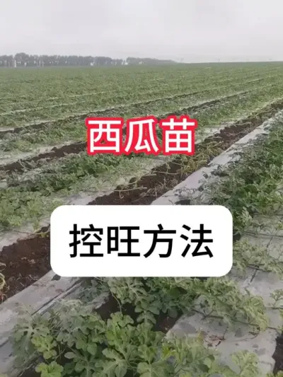 ô # #ݪֲ #ũҵݪֲ #ũ#