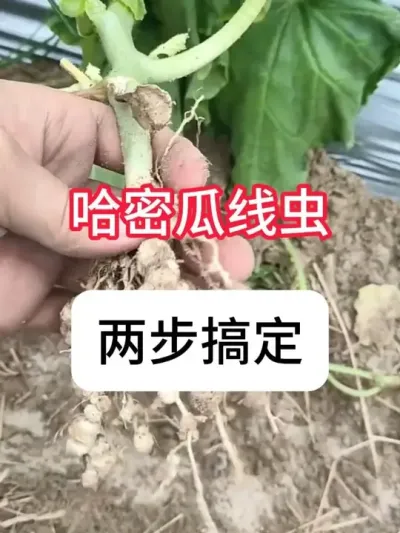 ܹ߳ ߳μƻ#ܹݪֲ #߳ #溦 #ũݪֲ #ũ֧ũ