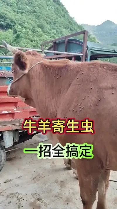牛羊寄生虫，一招全搞定#养牛 #养牛人 #牛羊养殖 #农村养牛 #农村养牛人